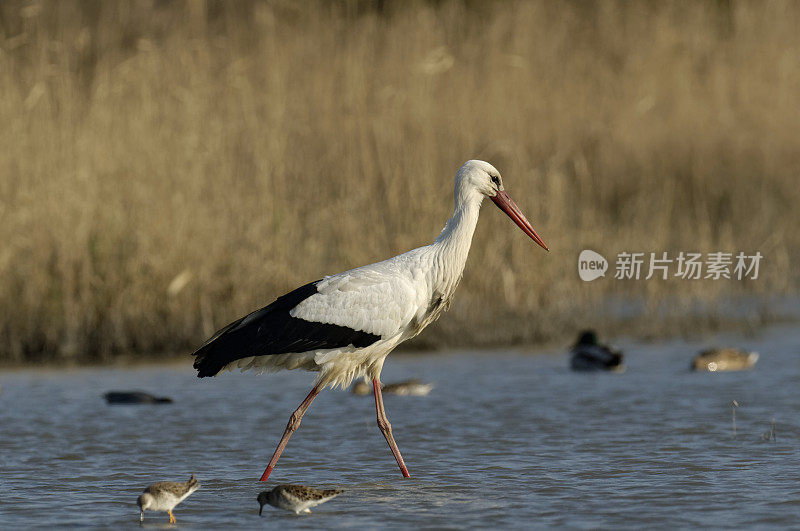 沼泽中的白鹳(Ciconia Ciconia)